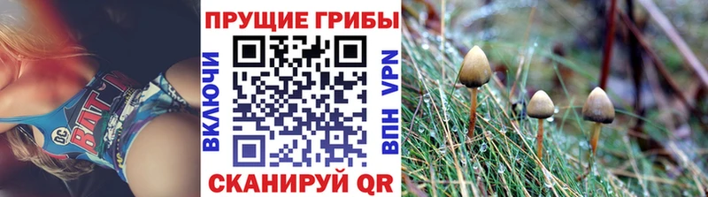 Псилоцибиновые грибы мицелий Шуя